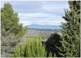 Vue sur le Ventoux depuis le chemin de la transhumance  Eyragues